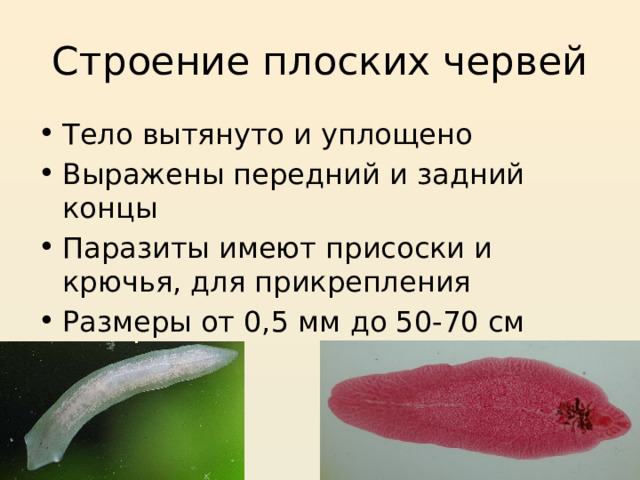 Строение плоских червей Тело вытянуто и уплощено Выражены передний и задний концы Паразиты имеют присоски и крючья, для прикрепления Размеры от 0,5 мм до 50-70 см 