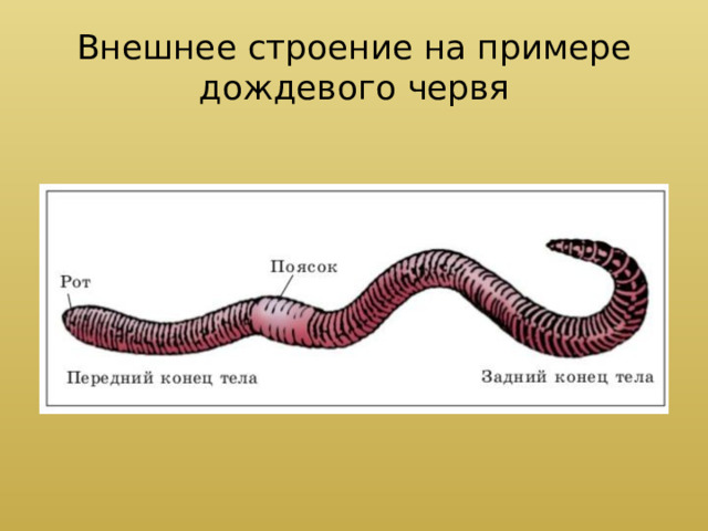 Внешнее строение на примере дождевого червя 