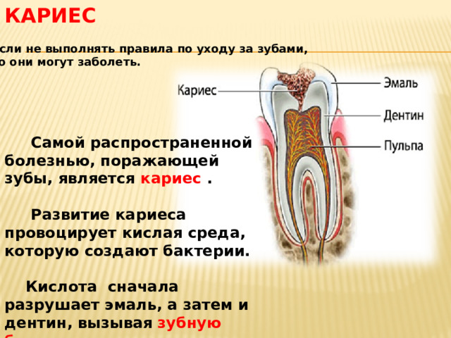 Кариес Если не выполнять правила по уходу за зубами, то они могут заболеть.  Самой распространенной болезнью, поражающей зубы, является кариес .   Развитие кариеса провоцирует кислая среда, которую создают бактерии.   Кислота сначала разрушает эмаль, а затем и дентин, вызывая  зубную боль . 