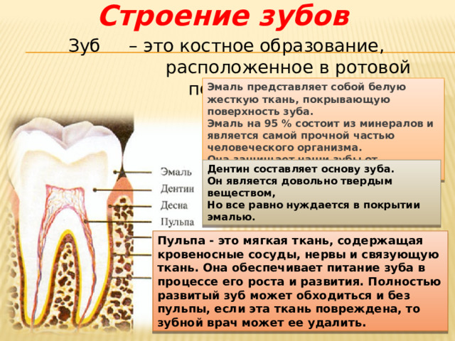 Строение зубов Зуб – это костное образование,  расположенное в ротовой полости Эмаль представляет собой белую жесткую ткань, покрывающую поверхность зуба. Эмаль на 95 % состоит из минералов и является самой прочной частью человеческого организма. Она защищает наши зубы от повреждений. Дентин составляет основу зуба. Он является довольно твердым веществом, Но все равно нуждается в покрытии эмалью. Пульпа - это мягкая ткань, содержащая кровеносные сосуды, нервы и связующую ткань. Она обеспечивает питание зуба в процессе его роста и развития. Полностью развитый зуб может обходиться и без пульпы, если эта ткань повреждена, то зубной врач может ее удалить. 