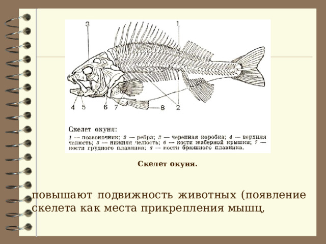 Скелет окуня.   повышают подвижность животных (появление скелета как места прикрепления мышц, 