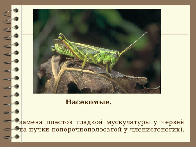 Насекомые.   замена пластов гладкой мускулатуры у червей на пучки поперечнополосатой у членистоногих), 