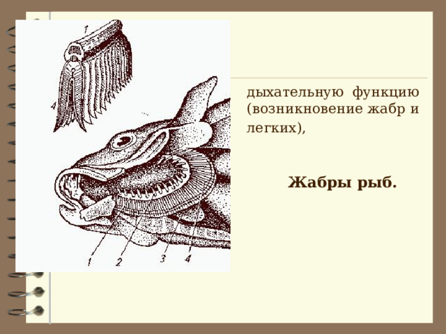  дыхательную функцию (возникновение жабр и легких),  Жабры рыб.  