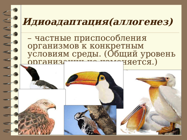 Идиоадаптация(аллогенез) – частные приспособления организмов к конкретным условиям среды. (Общий уровень организации не изменяется.) 