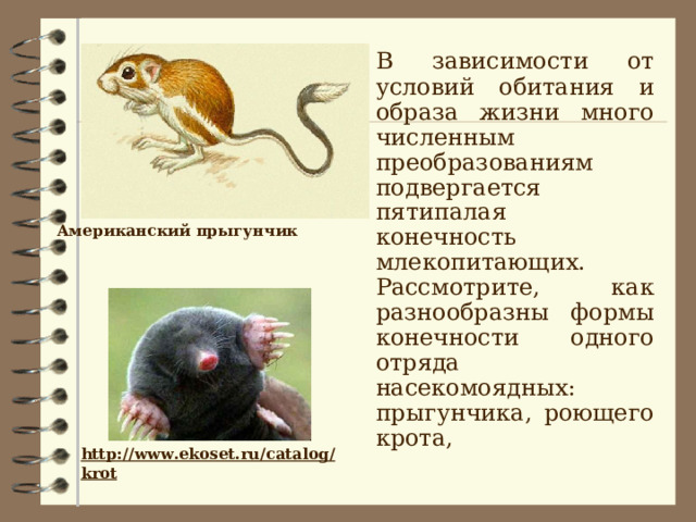  В зависимости от условий обитания и образа жизни много численным преобразованиям подвергается пятипалая конечность млекопитающих. Рассмотрите, как разнообразны формы конечности одного отряда насекомоядных: прыгунчика, роющего крота, Американский прыгунчик http://www.ekoset.ru/catalog/krot  
