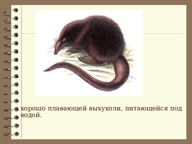  хорошо плавающей выхухоли, питающейся под водой. 