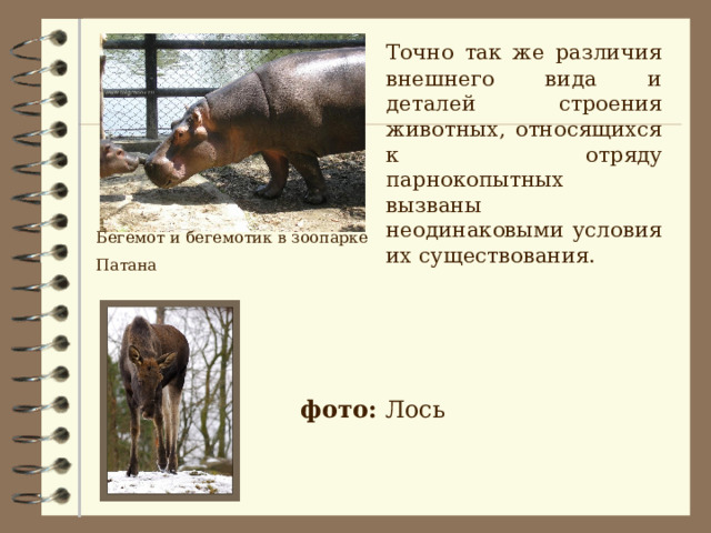  Точно так же различия внешнего вида и деталей строения животных, относящихся к отряду парнокопытных вызваны неодинаковыми условия их существования. Бегемот и бегемотик в зоопарке Патана  фото: Лось 