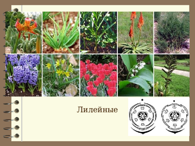Лилейные 