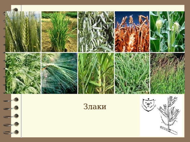 Злаки 