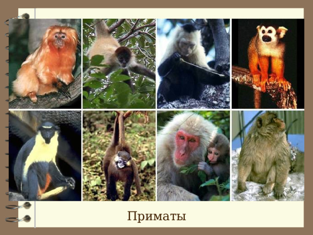 Приматы 