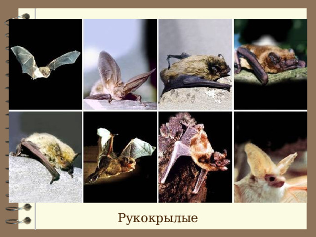 Рукокрылые 