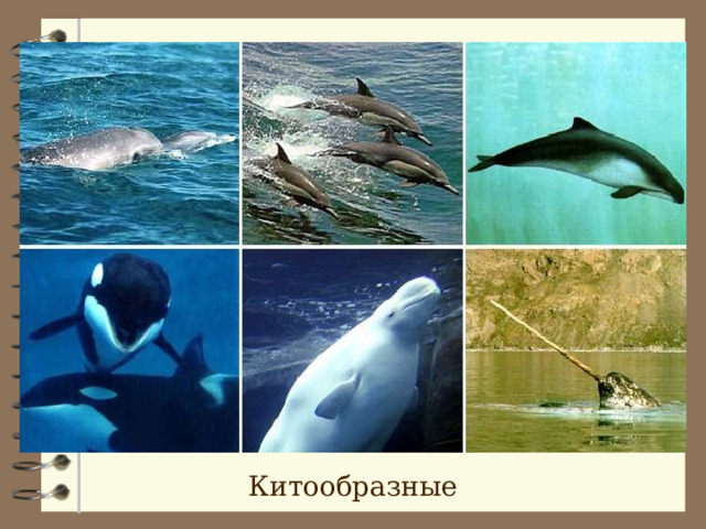 Китообразные 