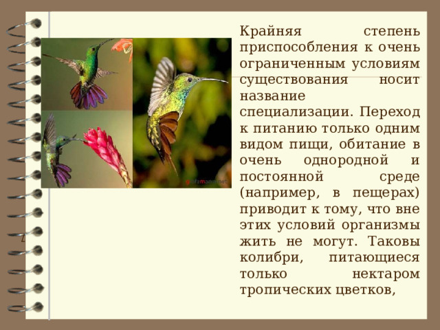  Крайняя степень приспособления к очень ограниченным условиям существования носит название специализации. Переход к питанию только одним видом пищи, обитание в очень однородной и постоянной среде (например, в пещерах) приводит к тому, что вне этих условий организмы жить не могут. Таковы колибри, питающиеся только нектаром тропических цветков, /  