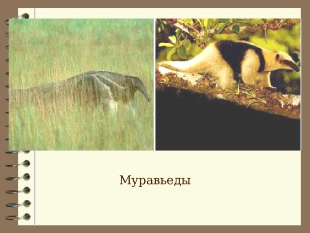 Муравьеды 