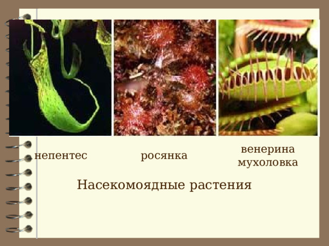 непентес росянка венерина мухоловка Насекомоядные растения 