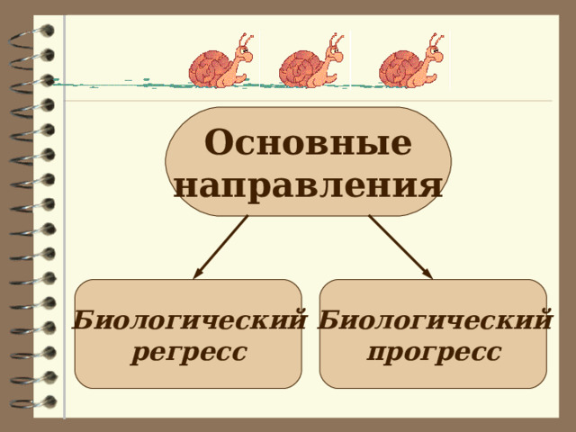 Основные направления Биологический регресс Биологический прогресс 