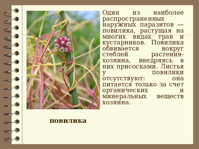  Один из наиболее распространенных наружных паразитов — повилика, растущая на многих видах трав и кустарников. Повилика обвивается вокруг стеблей растения-хозяина, внедряясь в них присосками. Листья у повилики отсутствуют: она питается только за счет органических и минеральных веществ хозяина.  повилика 