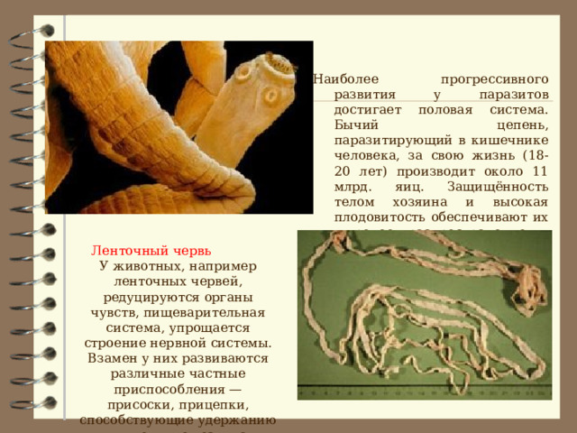 Наиболее прогрессивного развития у паразитов достигает половая система. Бычий цепень, паразитирующий в кишечнике человека, за свою жизнь (18-20 лет) производит около 11 млрд. яиц. Защищённость телом хозяина и высокая плодовитость обеспечивают их широкое распространение и биологическое процветание. Бычий цепень Ленточный червь  У животных, например ленточных червей, редуцируются органы чувств, пищеварительная система, упрощается строение нервной системы. Взамен у них развиваются различные частные приспособления — присоски, прицепки, способствующие удержанию в кишечнике хозяина. 