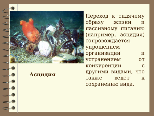  Переход к сидячему образу жизни и пассивному питанию (например, асцидия) сопровождается упрощением организации и устранением от конкуренции с другими видами, что также ведет к сохранению вида. Асцидия  