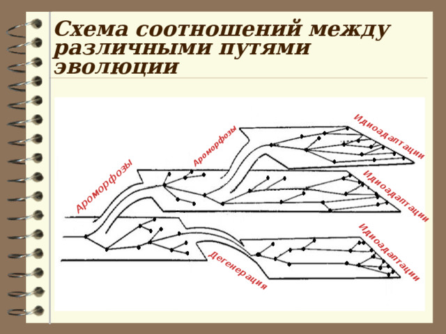 Ароморфозы Ароморфозы Идиоадаптации Идиоадаптации Идиоадаптации Дегенерация Схема соотношений между различными путями эволюции 