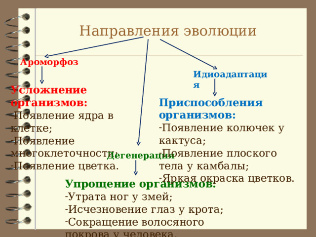Направления эволюции Ароморфоз Идиоадаптация Усложнение организмов: Появление ядра в клетке; Появление многоклеточности; Появление цветка. Приспособления организмов: Появление колючек у кактуса; Появление плоского тела у камбалы; Яркая окраска цветков. Дегенерация Упрощение организмов: Утрата ног у змей; Исчезновение глаз у крота; Сокращение волосяного покрова у человека. 