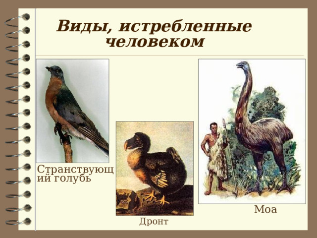 Виды, истребленные человеком Странствующий голубь Моа Дронт 