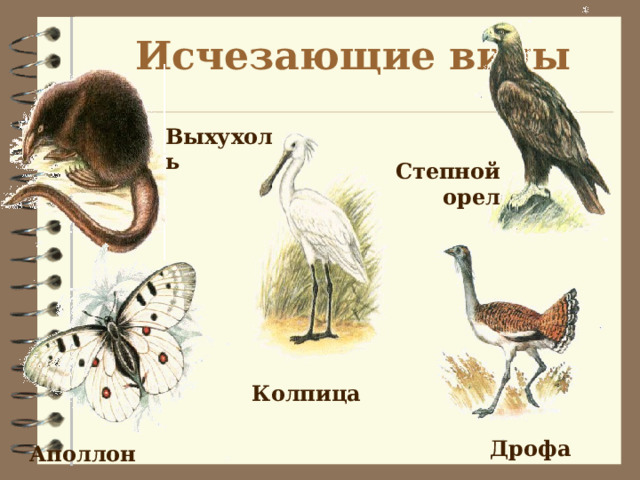 Исчезающие виды Выхухоль Степной орел Колпица Дрофа Аполлон 