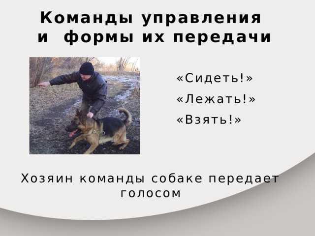 Команды управления  и формы их передачи «Сидеть!» «Лежать!» «Взять!» Хозяин команды собаке передает голосом  