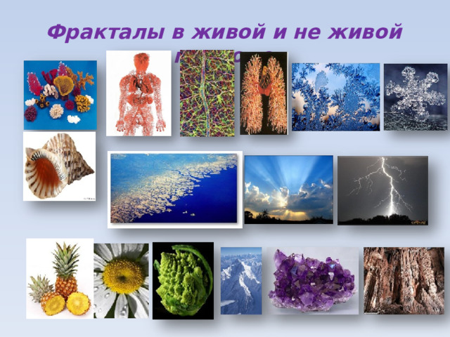Фракталы в живой и не живой природе 