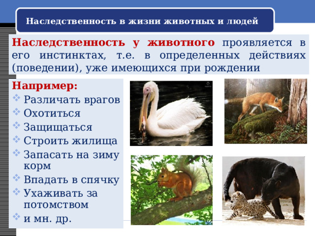 Наследственность в жизни животных и людей Наследственность у животного  проявляется в его инстинктах, т.е. в определенных действиях (поведении), уже имеющихся при рождении Например: Различать врагов Охотиться Защищаться Строить жилища Запасать на зиму корм Впадать в спячку Ухаживать за потомством и мн. др. 