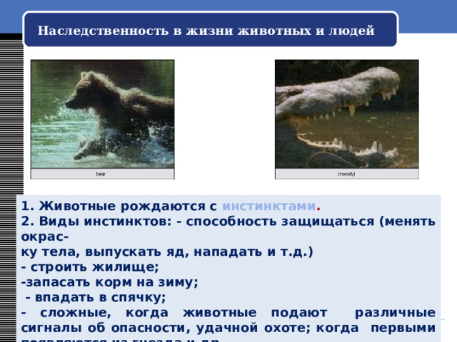 Наследственность в жизни животных и людей 1. Животные рождаются с инстинктами . 2. Виды инстинктов: - способность защищаться (менять окрас- ку тела, выпускать яд, нападать и т.д.) - строить жилище; -запасать корм на зиму;  - впадать в спячку; - сложные, когда животные подают различные сигналы об опасности, удачной охоте; когда первыми появляются из гнезда и др . 