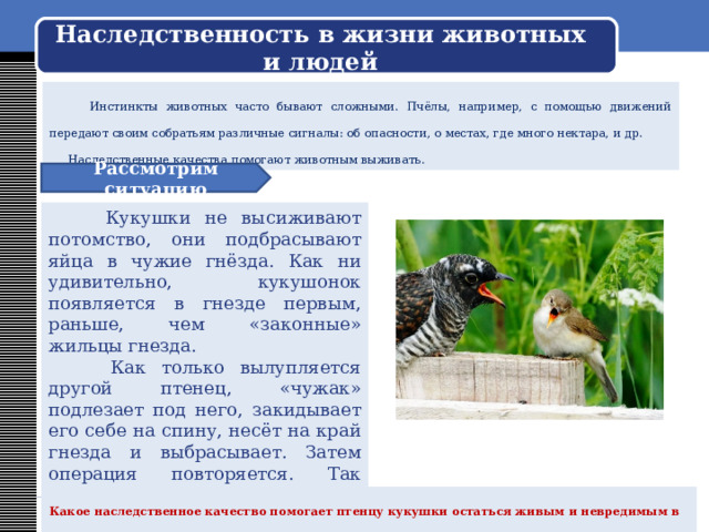 Наследственность в жизни животных и людей  Инстинкт (от лат. instinctus — побуждение), совокупность сложных врожденных реакций (актов поведения) организма, возникающих в ответ на внешние или внутренние раздражения; сложный безусловный рефлекс (пищевой, оборонительный, и др.)   Инстинкты человека контролируются его сознанием! 