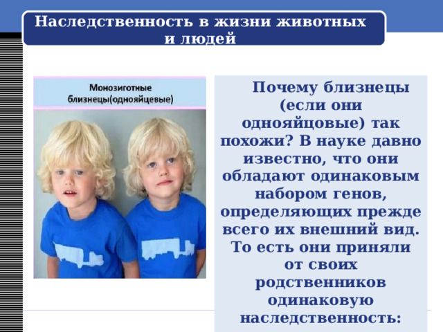 Наследственность в жизни животных и людей  Так же как и другие живые организмы, человек наследует инстинкты. Желание пить, есть, спать, возможность передвигаться, способность чувствовать боль, холод, прикосновения и многие другие биологические свойства организма присущи людям от рождения.  Из поколения в поколение передаётся способность человека воспринимать окружающий мир, предрасположенность к мышлению и речи. От своих родителей дети получают физические качества — цвет глаз, строение тела, особенности волос. У каждого ребёнка свой набор эмоций: один спокойный и рассудительный, другой активный и эмоциональный. Всё это позволяет утверждать, что человек — биологическое существо, часть природы и он живёт по её законам. 
