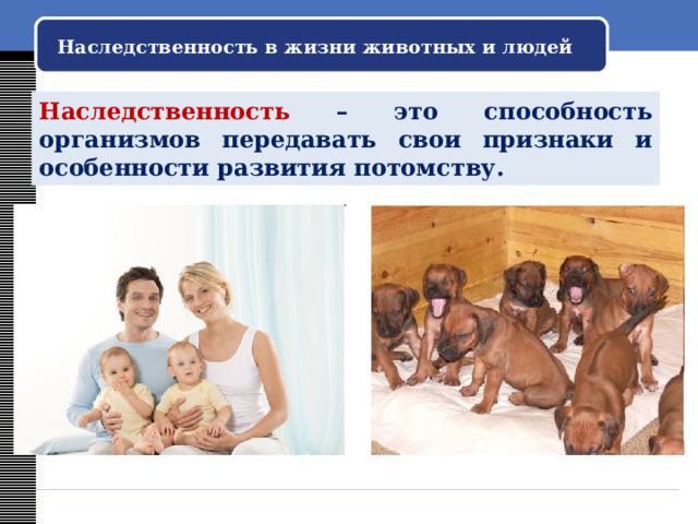 Наследственность в жизни животных и людей Наследственность – это способность организмов передавать свои признаки и особенности развития потомству. 