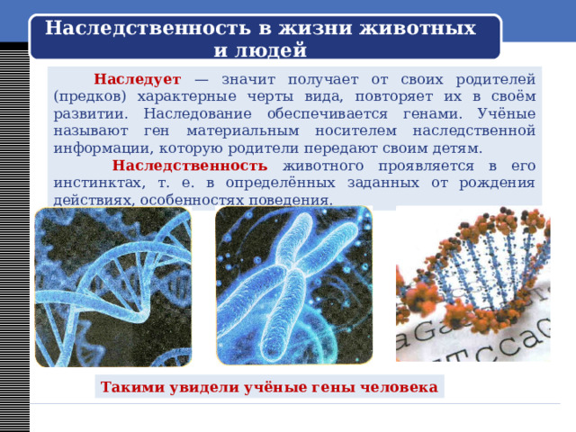 Наследственность в жизни животных и людей  Наследует — значит получает от своих родителей (предков) характерные черты вида, повторяет их в своём развитии. Наследование обеспечивается генами. Учёные называют ген материальным носителем наследственной информации, которую родители передают своим детям.  Наследственность животного проявляется в его инстинктах, т. е. в определённых заданных от рождения действиях, особенностях поведения. Такими увидели учёные гены человека 