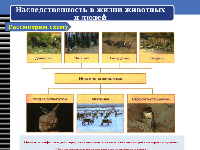 Наследственность в жизни животных и людей Рассмотрим схему Оцените информацию, представленную в схеме, составьте рассказ-рассуждение «Что наследуют представители животного мира». 