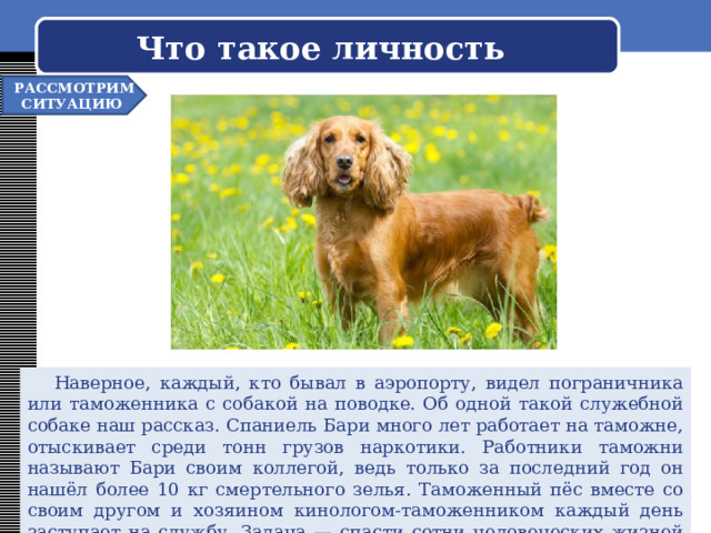  Что такое личность   РАССМОТРИМ СИТУАЦИЮ  Наверное, каждый, кто бывал в аэропорту, видел пограничника или таможенника с собакой на поводке. Об одной такой служебной собаке наш рассказ. Спаниель Бари много лет работает на таможне, отыскивает среди тонн грузов наркотики. Работники таможни называют Бари своим коллегой, ведь только за последний год он нашёл более 10 кг смертельного зелья. Таможенный пёс вместе со своим другом и хозяином кинологом-таможенником каждый день заступает на службу. Задача — спасти сотни человеческих жизней от страшной отравы, которая приводит людей к смерти. 
