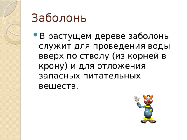 Заболонь В растущем дереве заболонь служит для проведения воды вверх по стволу (из корней в крону) и для отложения запасных питательных веществ. 