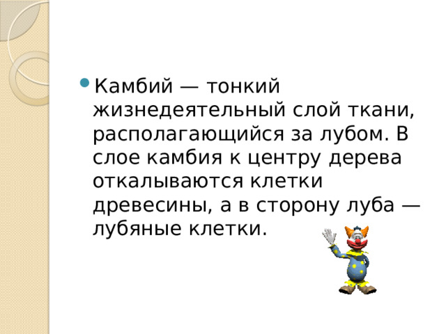 Камбий — тонкий жизнедеятельный слой ткани, располагающийся за лубом. В слое камбия к центру дерева откалываются клетки древесины, а в сторону луба — лубяные клетки. 