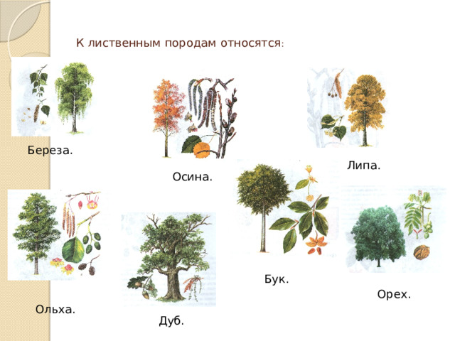 К лиственным породам относятся : Береза. Липа. Осина. Бук. Орех. Ольха. Дуб. 