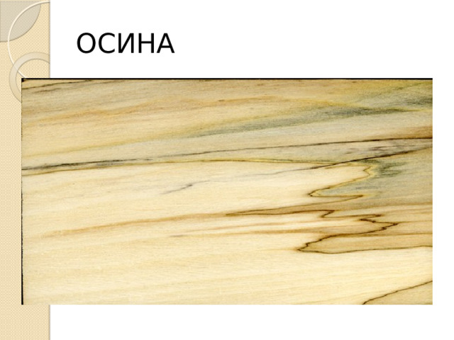 ОСИНА 