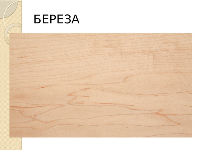 БЕРЕЗА 