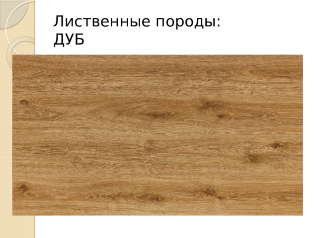 Лиственные породы:  ДУБ 