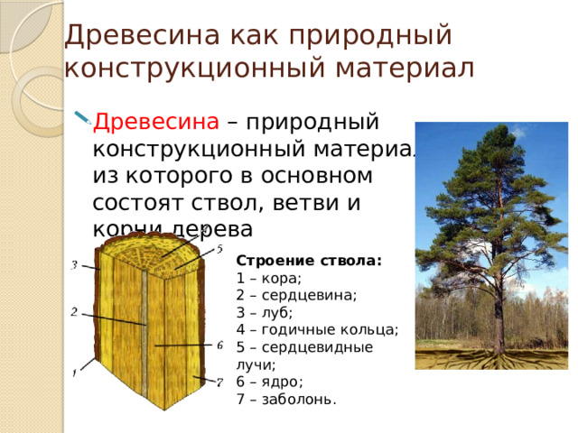 Древесина как природный конструкционный материал Древесина – природный конструкционный материал из которого в основном состоят ствол, ветви и корни дерева Строение ствола: 1 – кора; 2 – сердцевина; 3 – луб; 4 – годичные кольца; 5 – сердцевидные лучи; 6 – ядро; 7 – заболонь. 