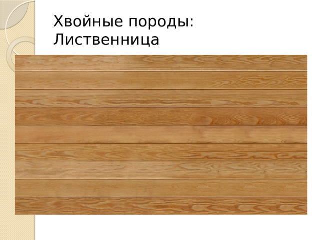Хвойные породы:  Лиственница 