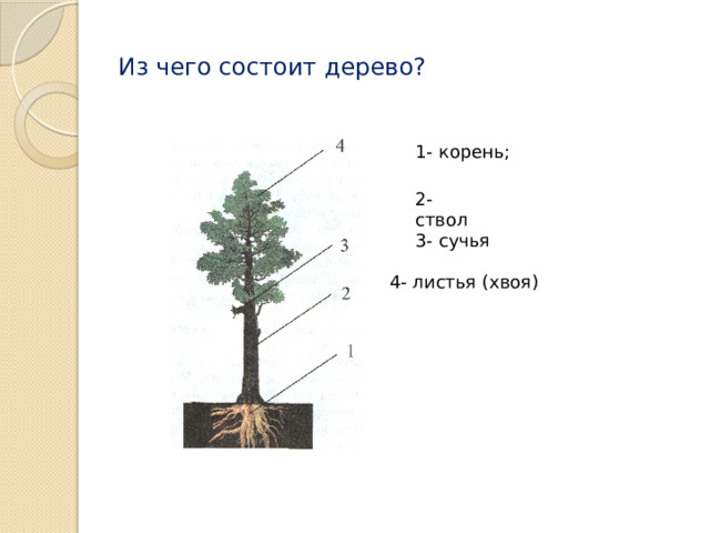 Из чего состоит дерево? 1- корень; 2- ствол 3- сучья 4- листья (хвоя) 
