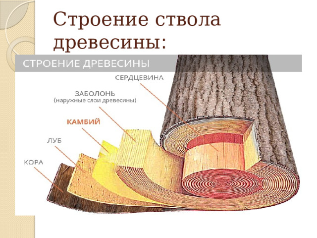Строение ствола древесины : 