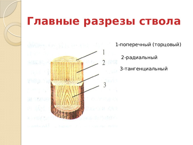 Главные разрезы ствола 1-поперечный (торцовый) 2-радиальный 3-тангенциальный 