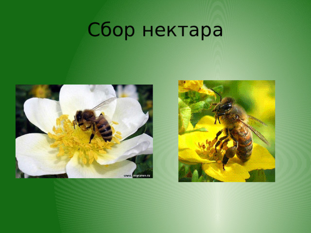 Сбор нектара 