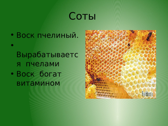 Соты Воск пчелиный.  Вырабатывается пчелами Воск богат витамином 